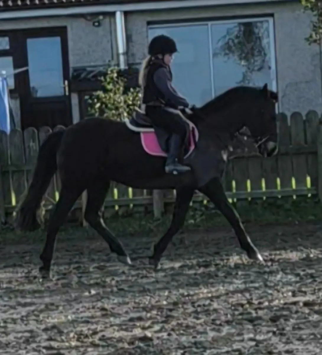 Chocolate dun connie x - Image 4