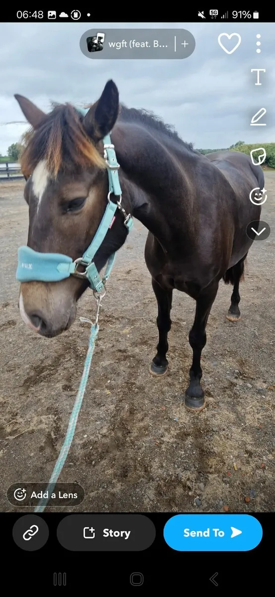 Chocolate dun connie x - Image 1