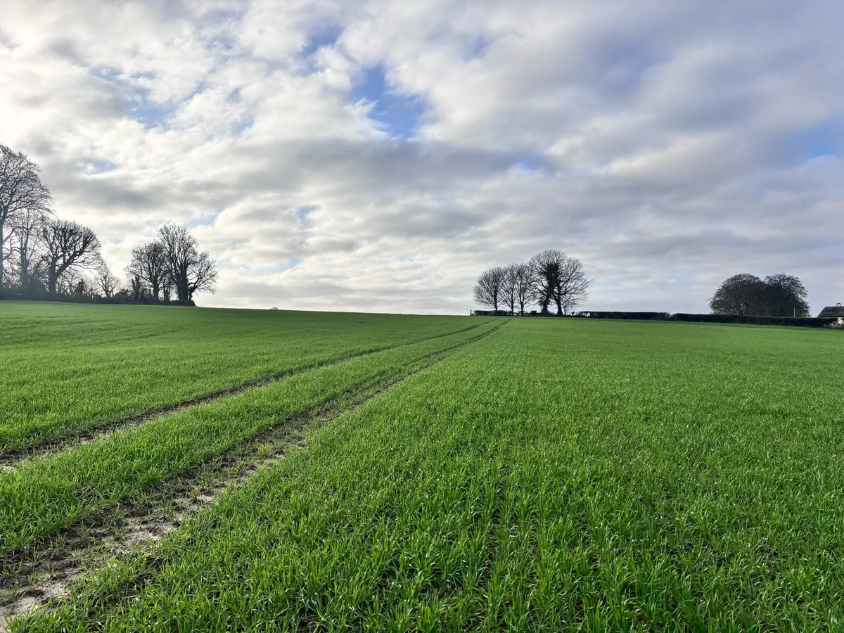 Land wanted for corn Galway/Roscommon