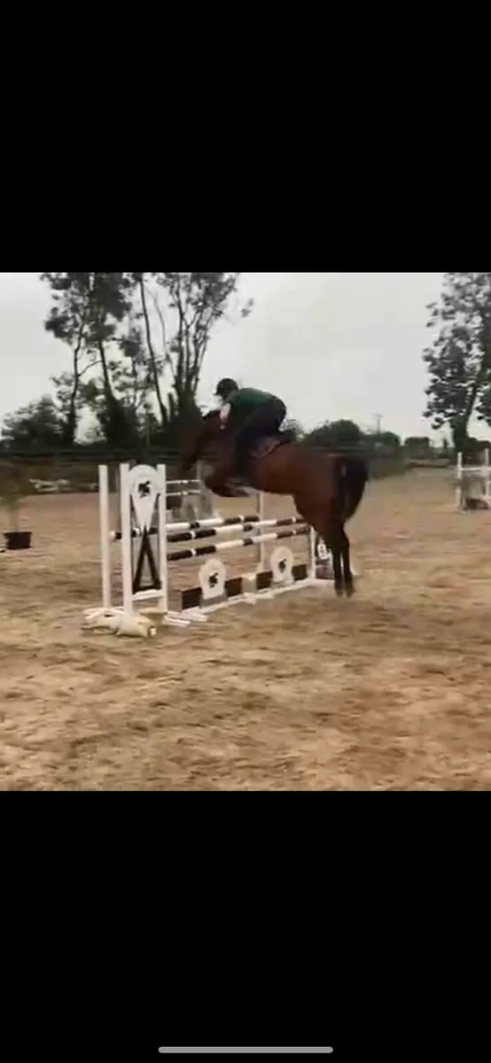 15.3hh Showjumping/Eventing Mare - Image 2