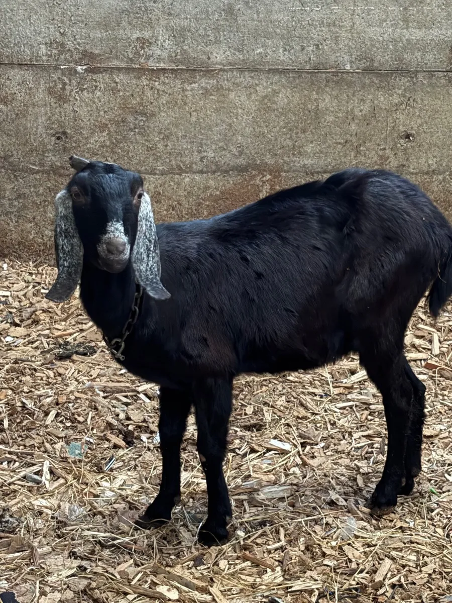 Anglo-Nubian Goat - Image 3
