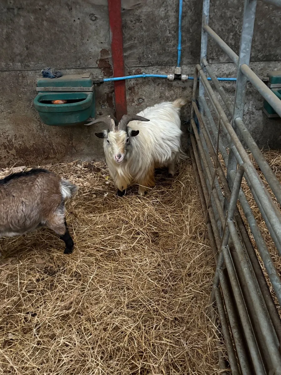 Pygmy Goats - Image 3