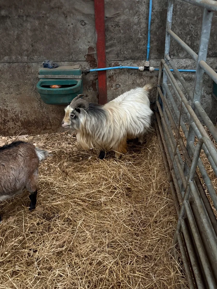 Pygmy Goats - Image 4
