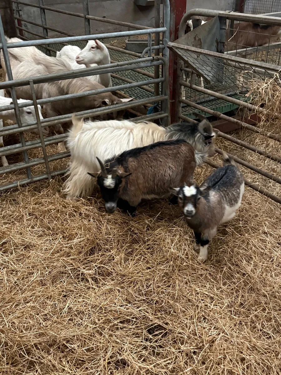 Pygmy Goats - Image 1