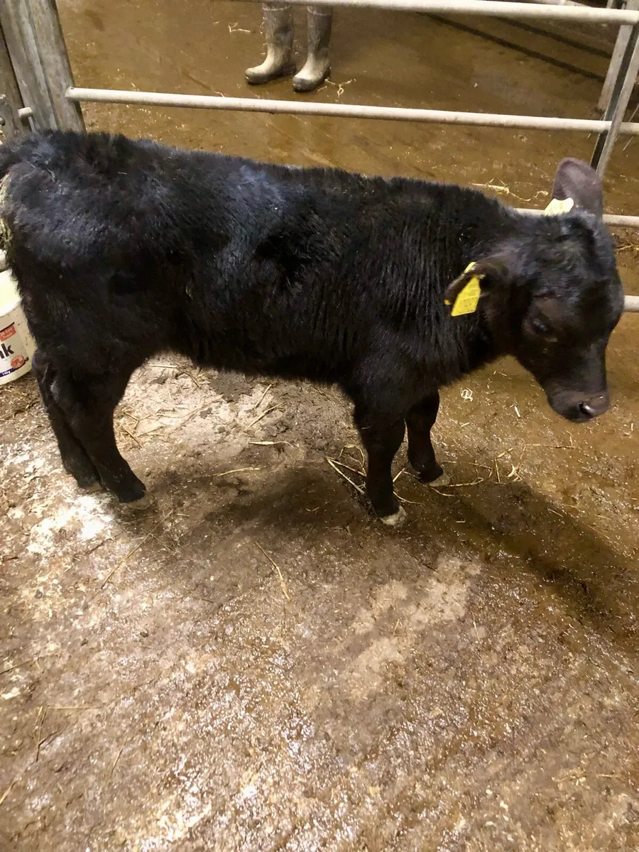 Angus Bull Calf - Image 1
