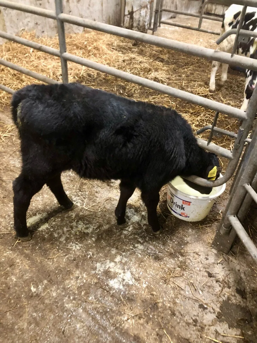 Angus Bull Calf - Image 3