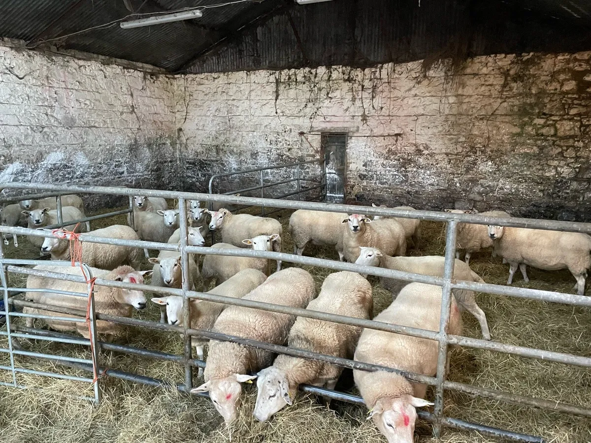 Lleyn Pedigree Sheep - Image 1