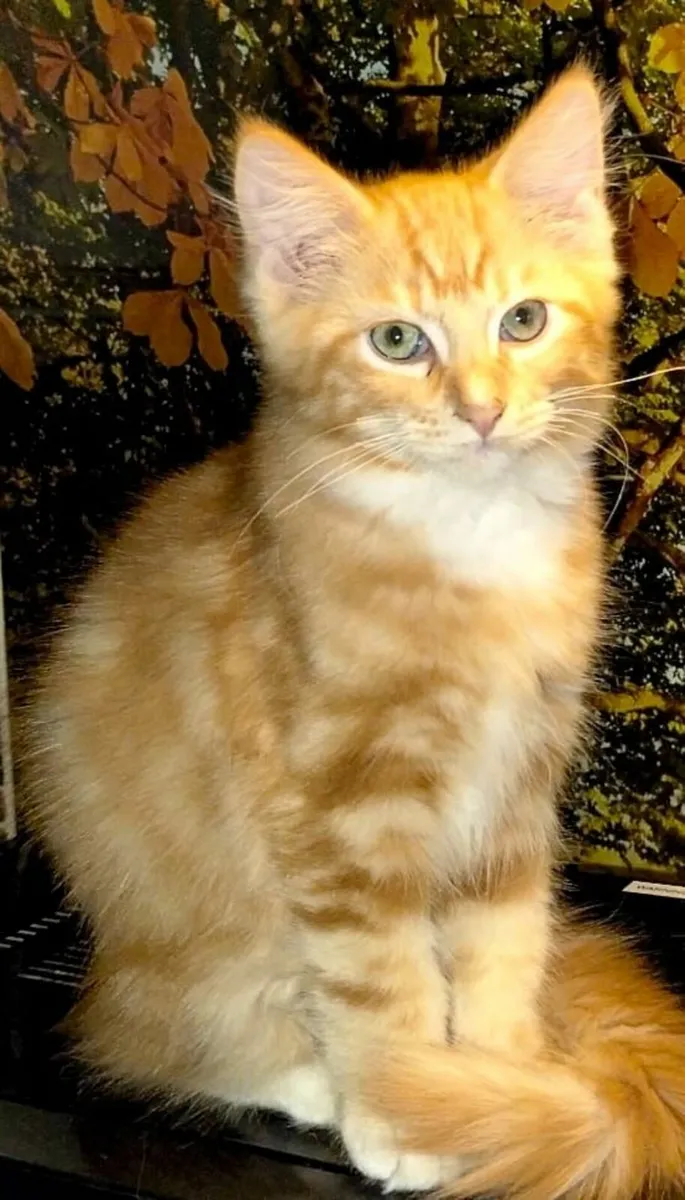 Maine Coon kittens - Image 3