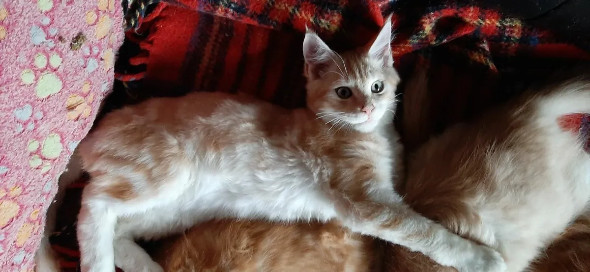 Maine Coon kittens - Image 1