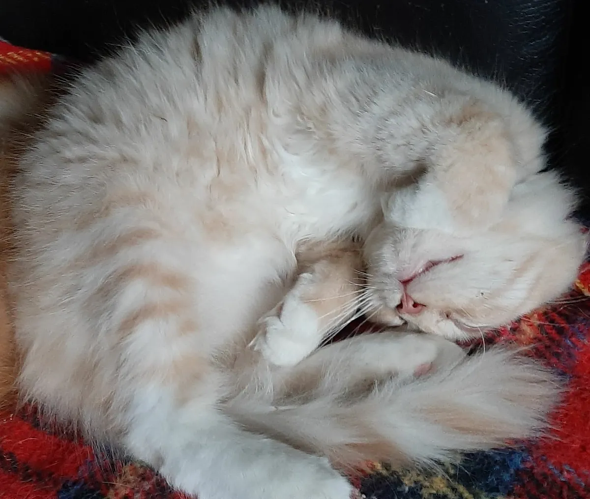 Maine Coon kittens - Image 4