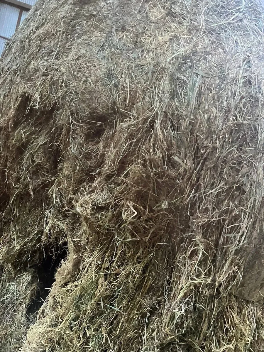 Silage bales - Image 3