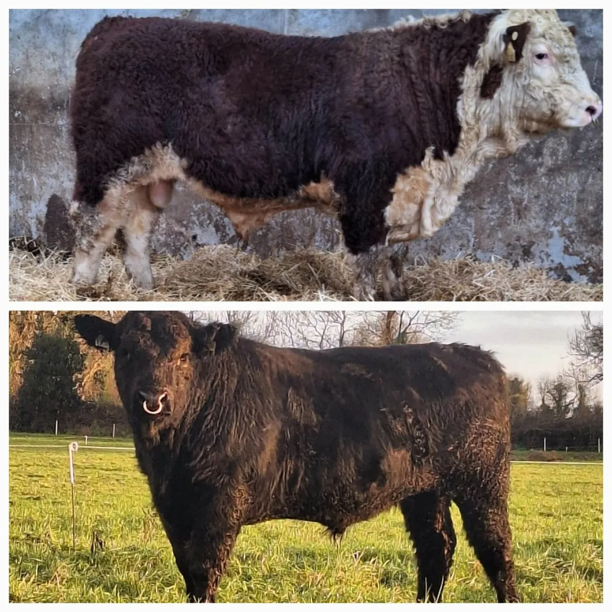 Hereford & Angus Bulls - Image 1