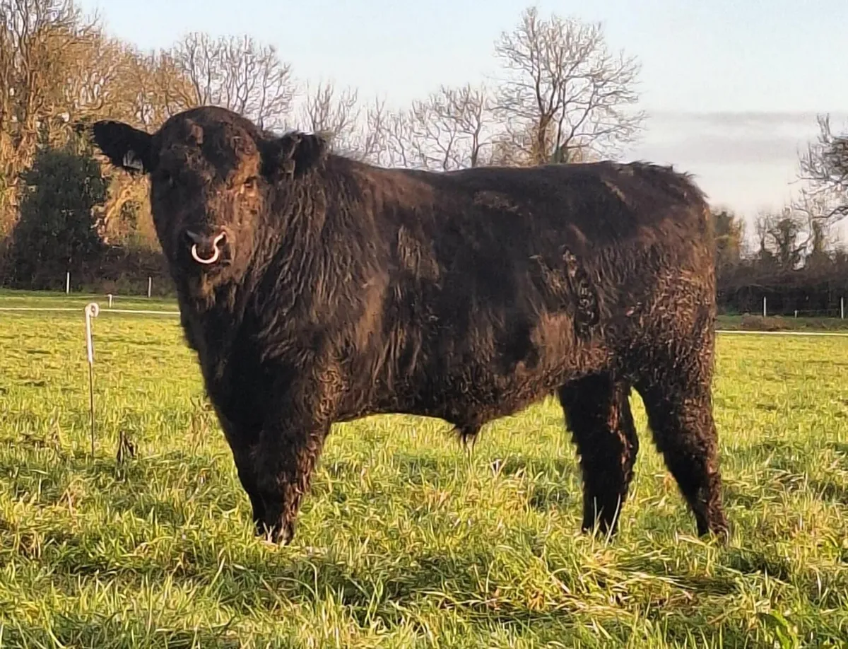 Hereford & Angus Bulls - Image 2