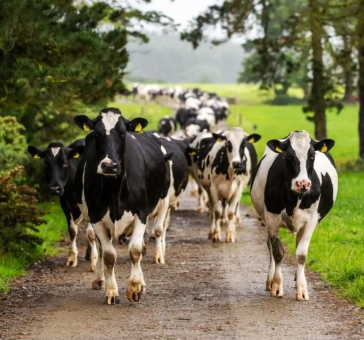 Hassle free milk recording