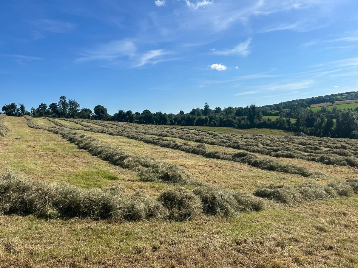 Top quality Hay (square bales)  Haylage (round ) - Image 2