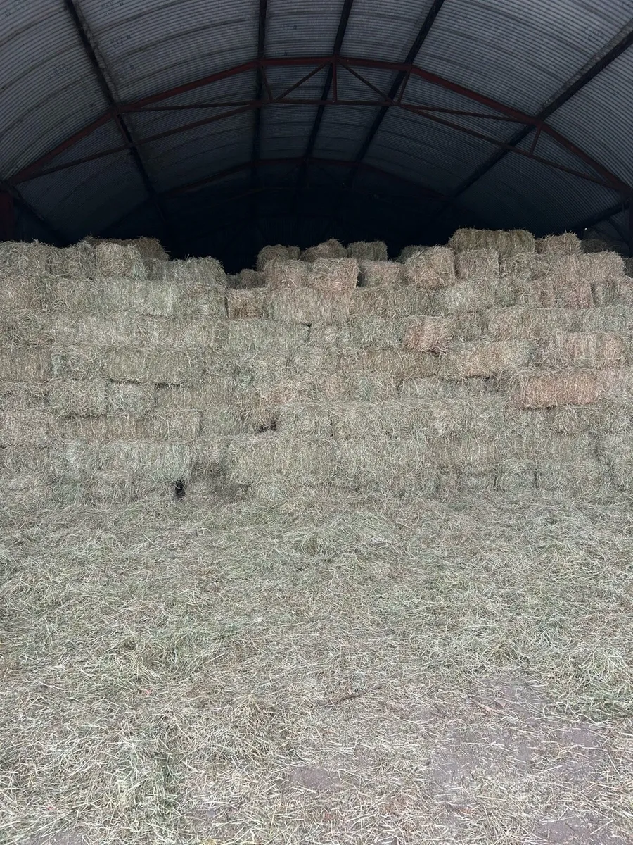 Top quality Hay (square bales)  Haylage (round ) - Image 1