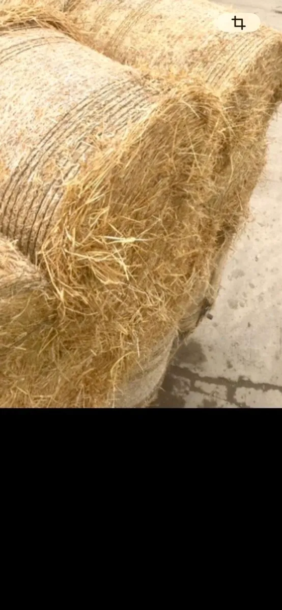 Golden Straw big square and round - Image 3