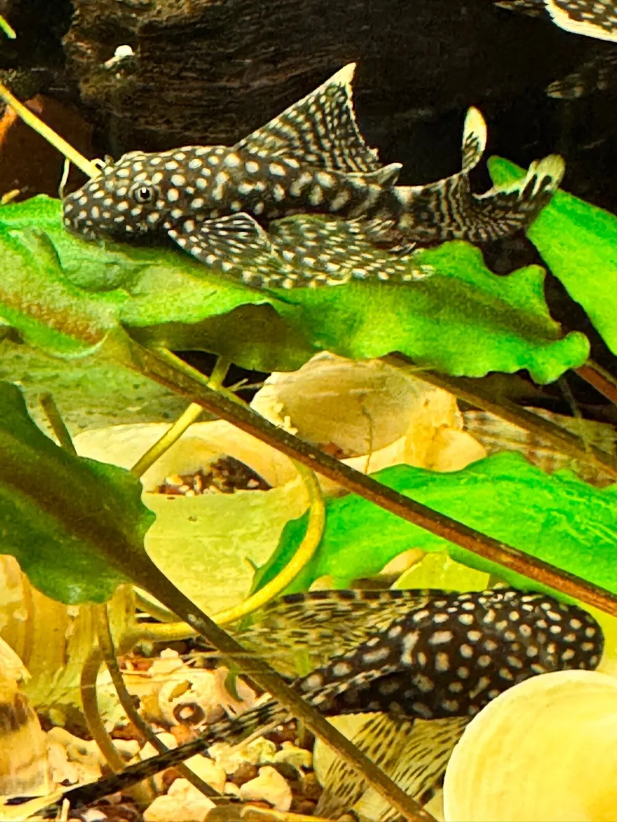 Pleco Fish - Image 1