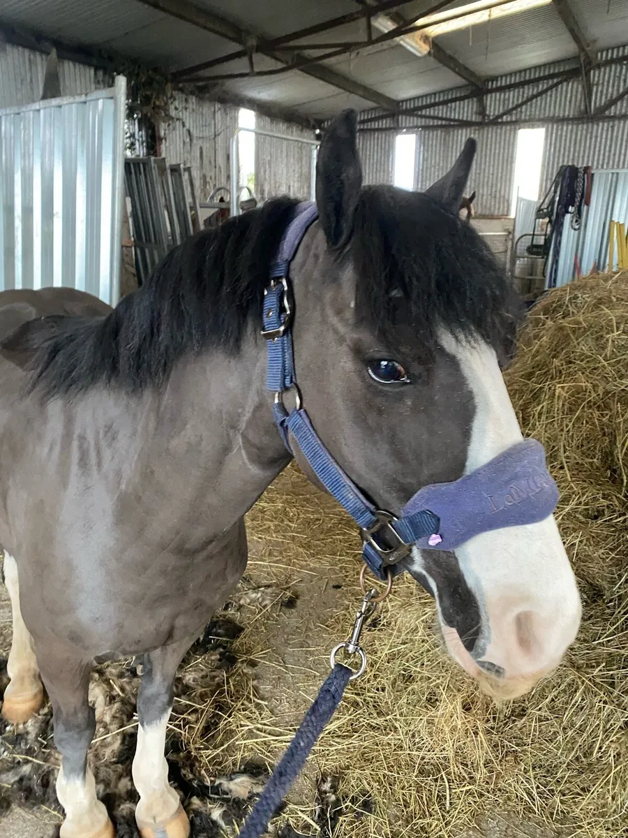 Clipping/Plaiting Service - Image 2