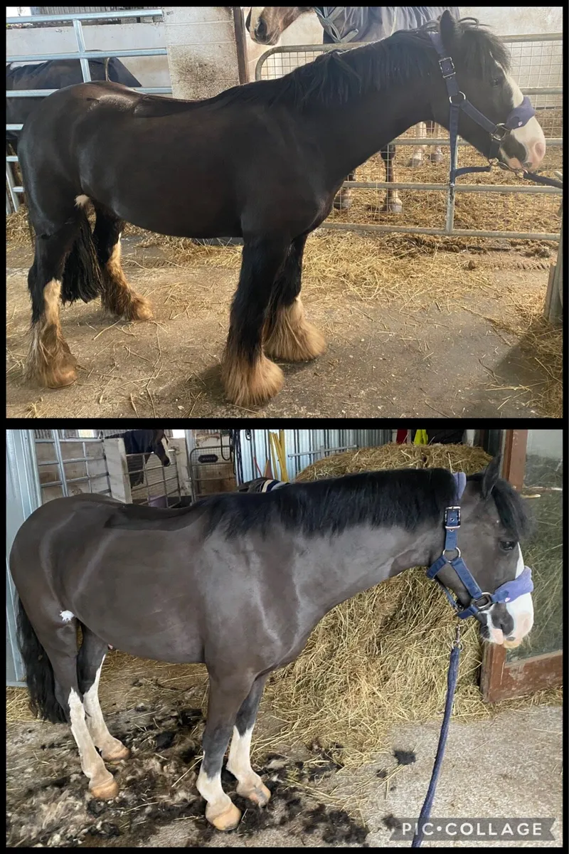 Clipping/Plaiting Service - Image 1