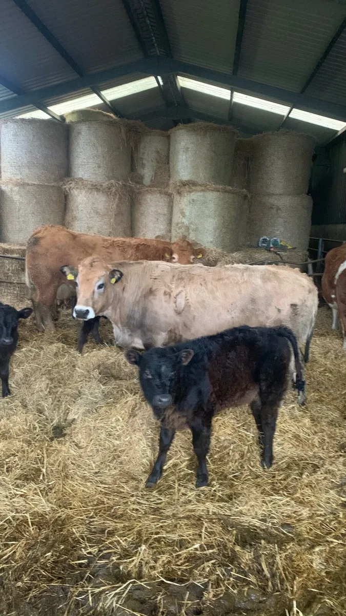 Sucklers cows - Image 1