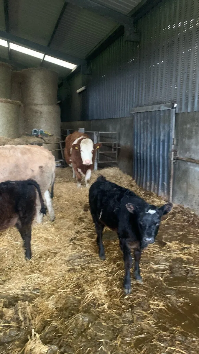 Sucklers cows - Image 4