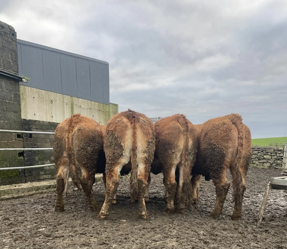 Beef cattle - Image 4