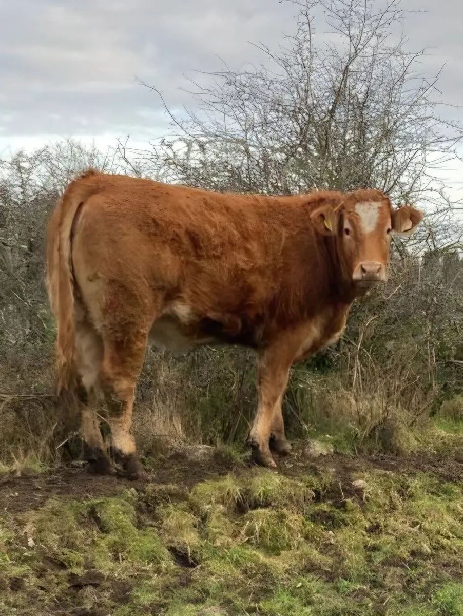 6 Super Breeding Heifers - Image 3
