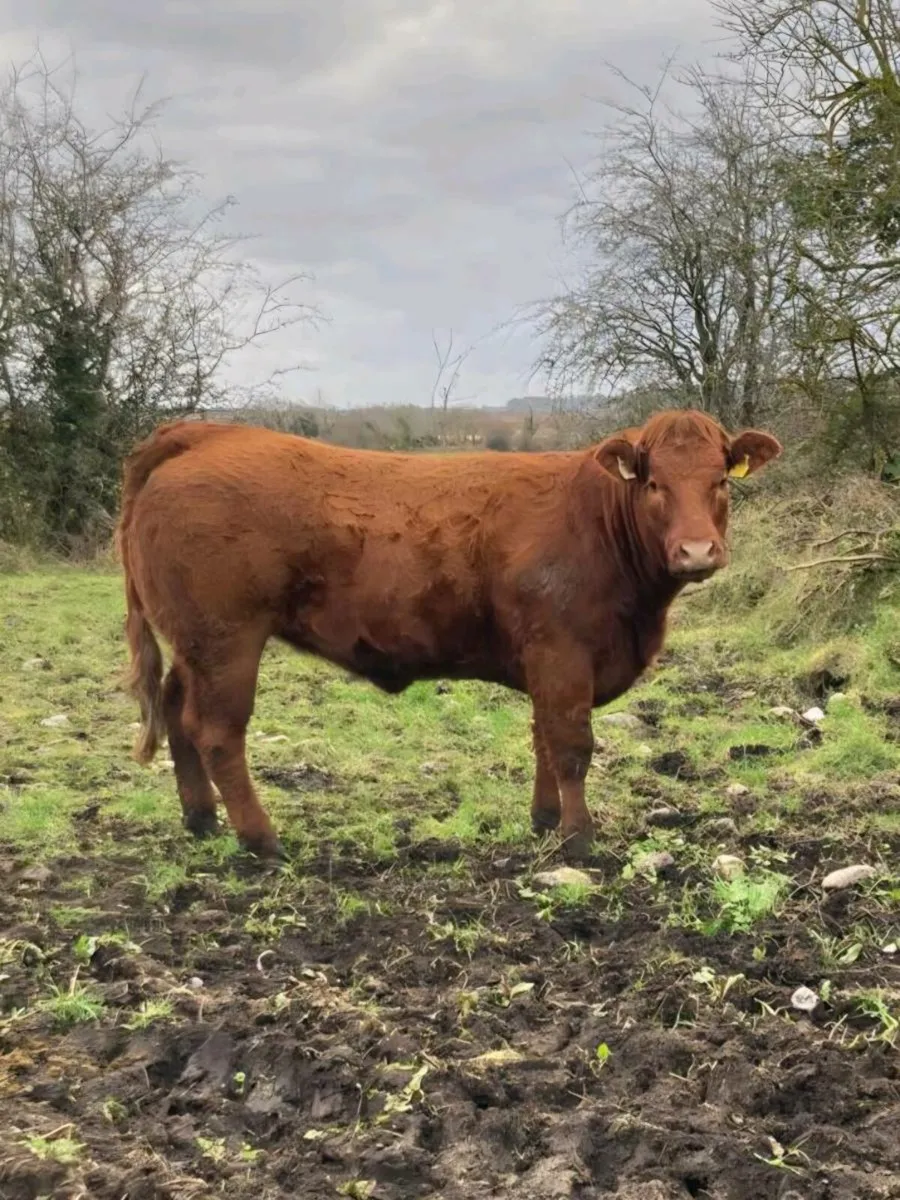 6 Super Breeding Heifers - Image 4