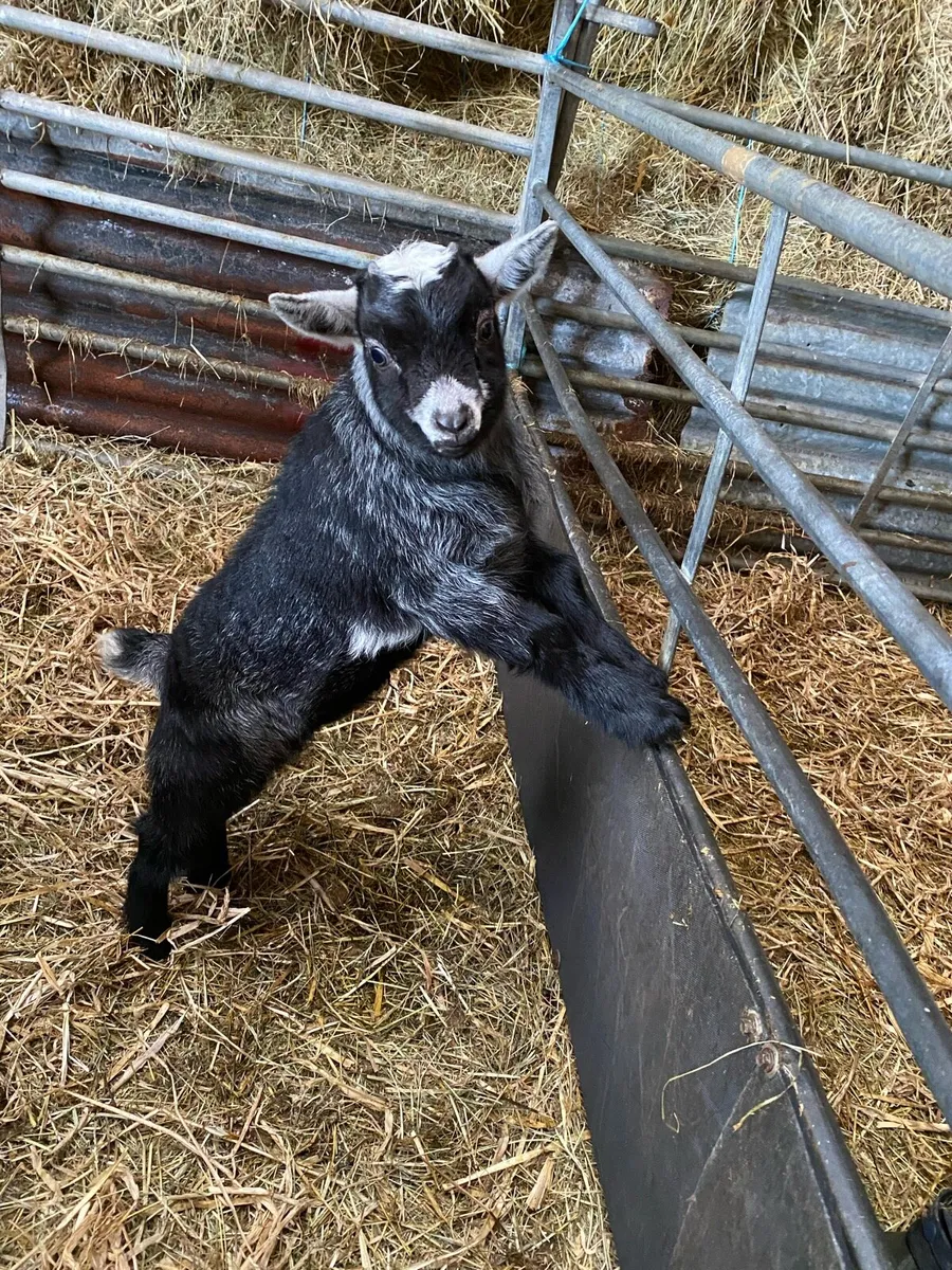 Pygmy kid goats - Image 3