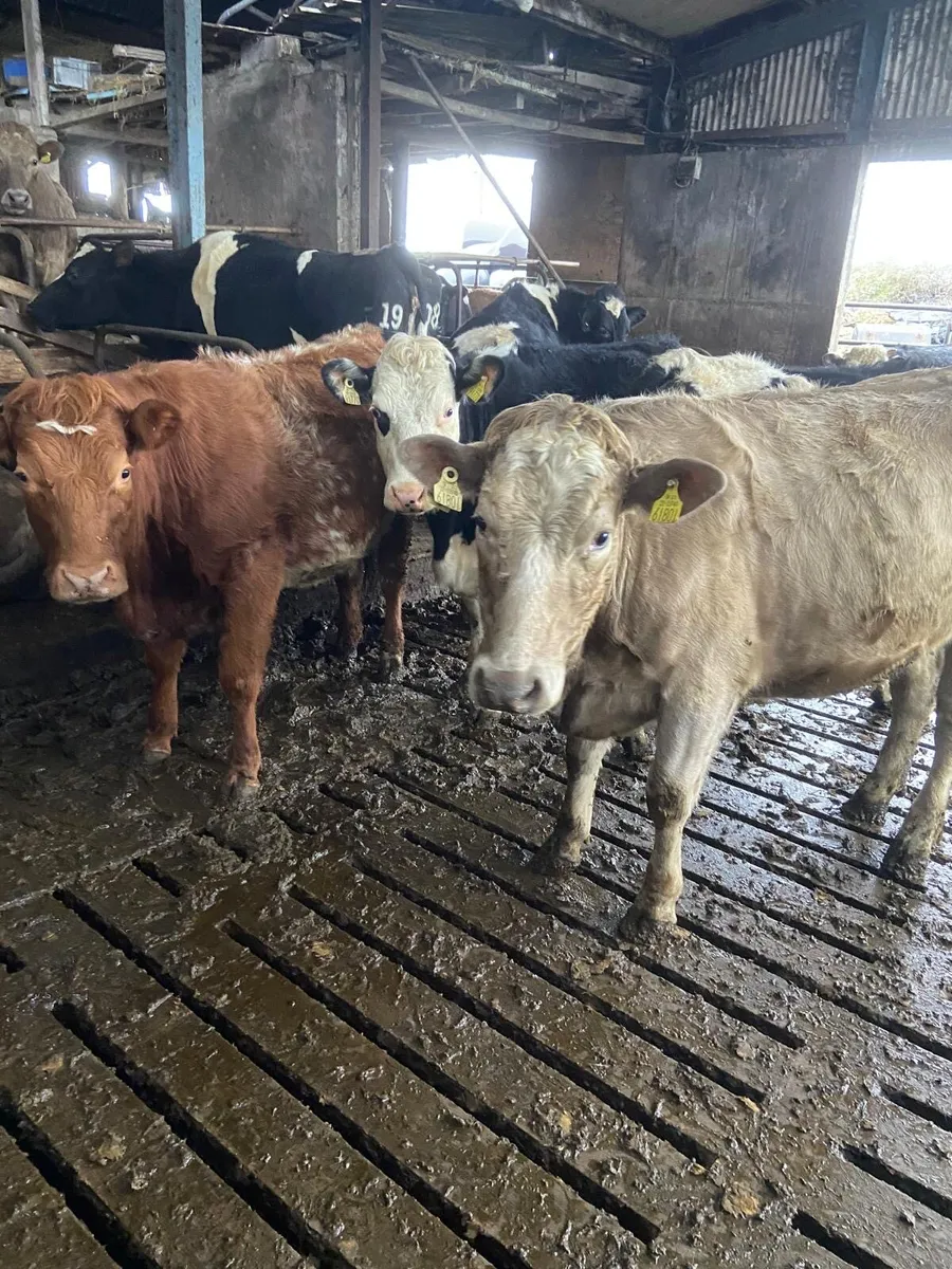 Suckler in calf heifers - Image 1