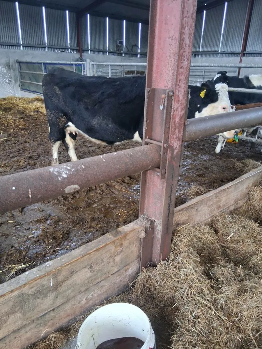 Feed barrier - Image 2