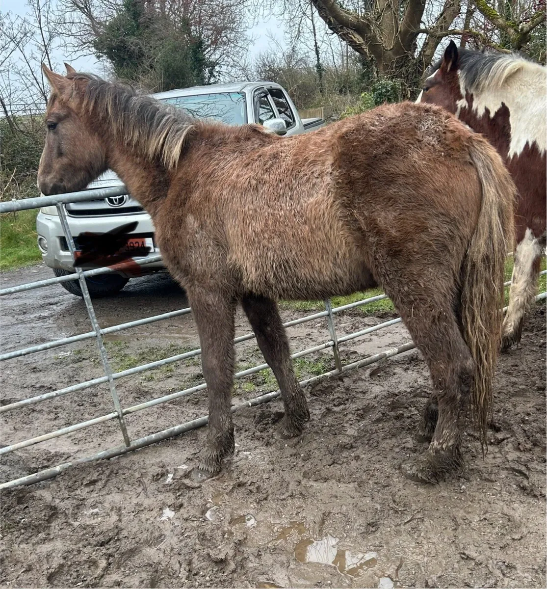 1.5 year old filly - Image 1