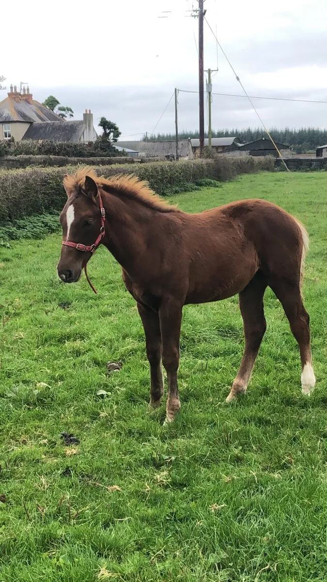 Yearling colt - Image 2