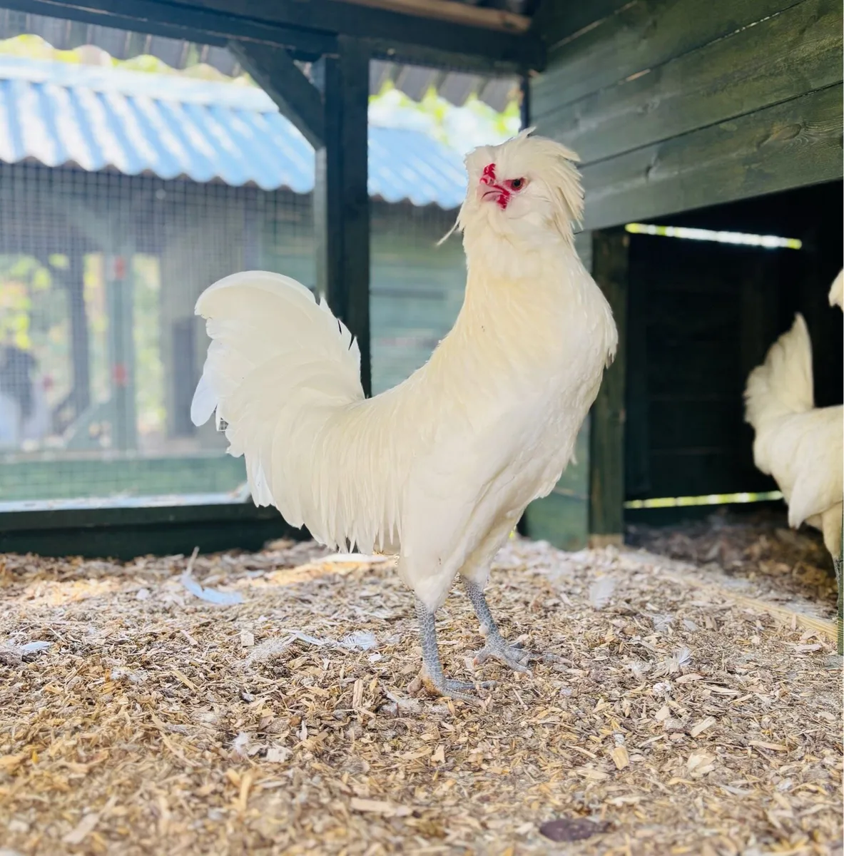 Polish Rooster - Image 2