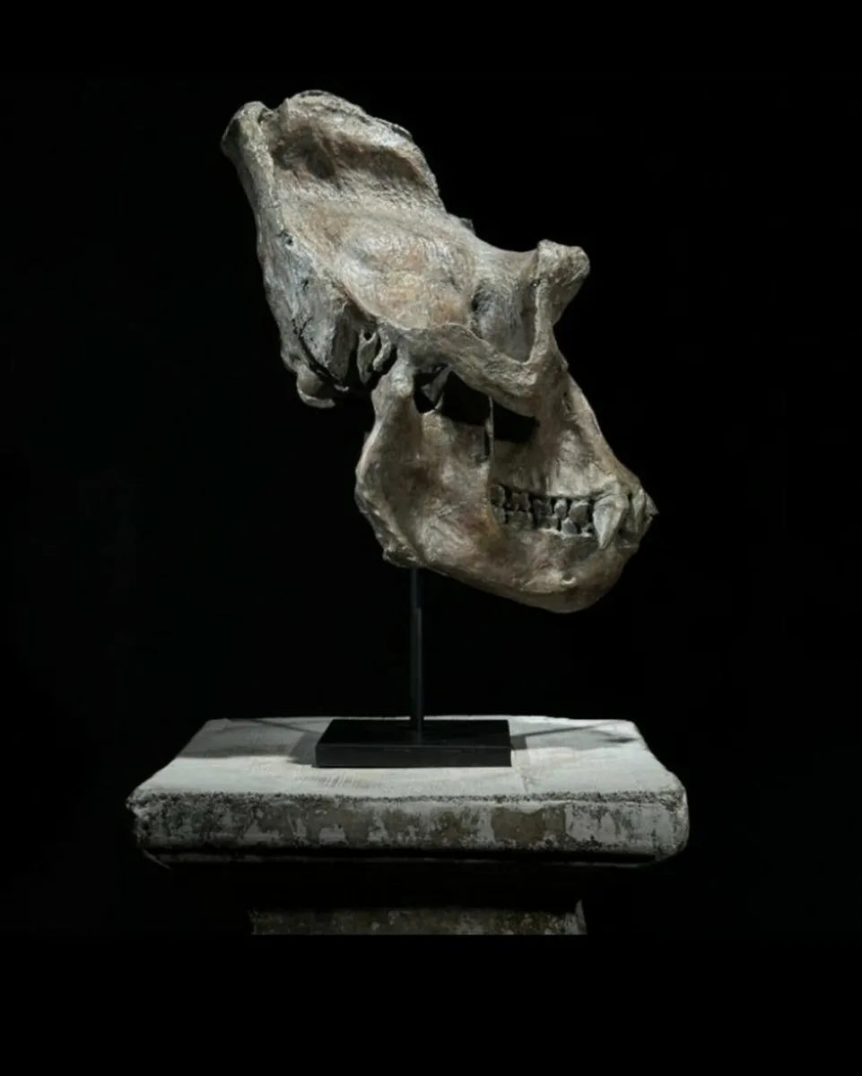 Museum quality replica of a gorilla skull on stand - Image 2