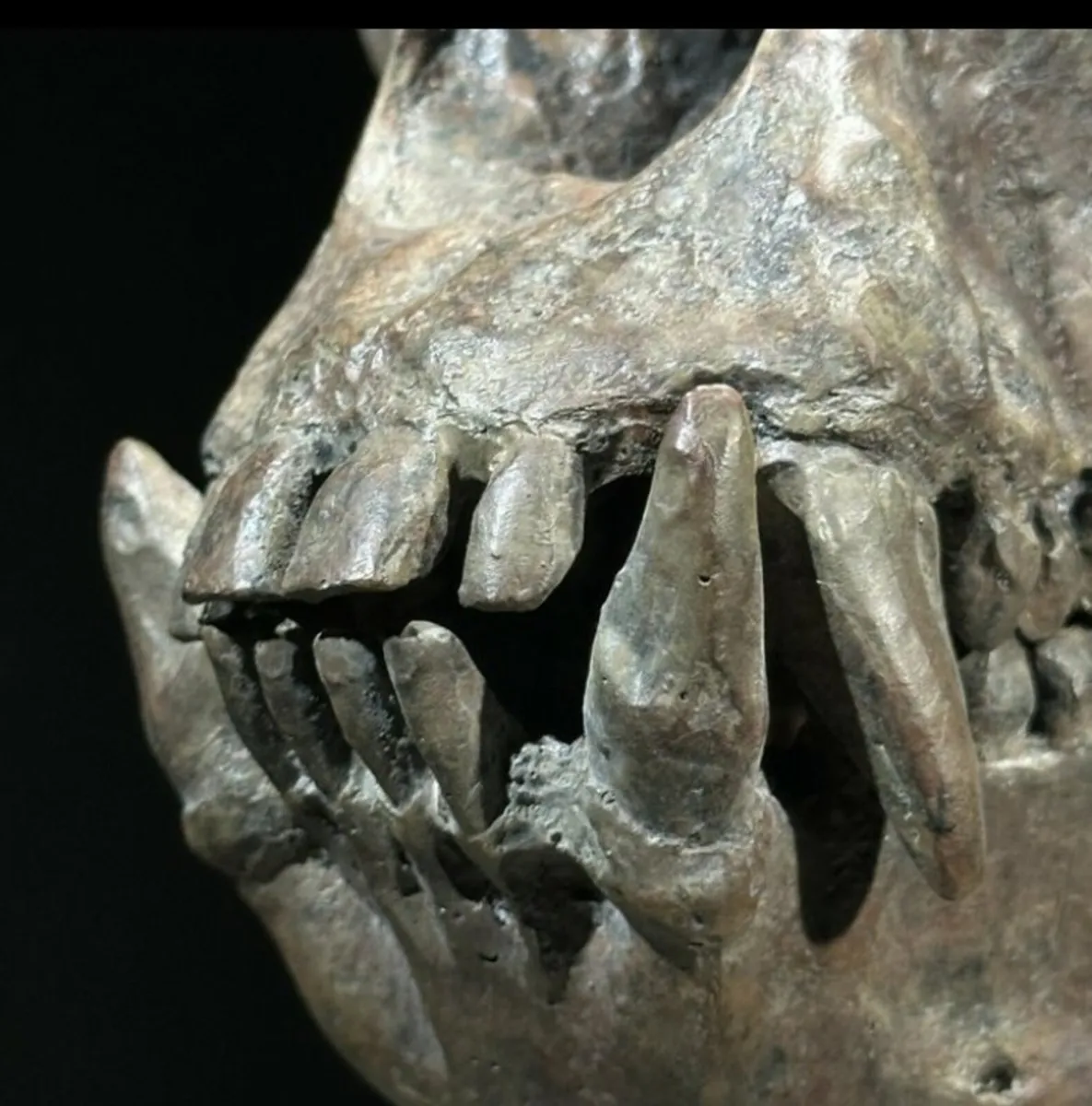 Museum quality replica of a gorilla skull on stand - Image 3