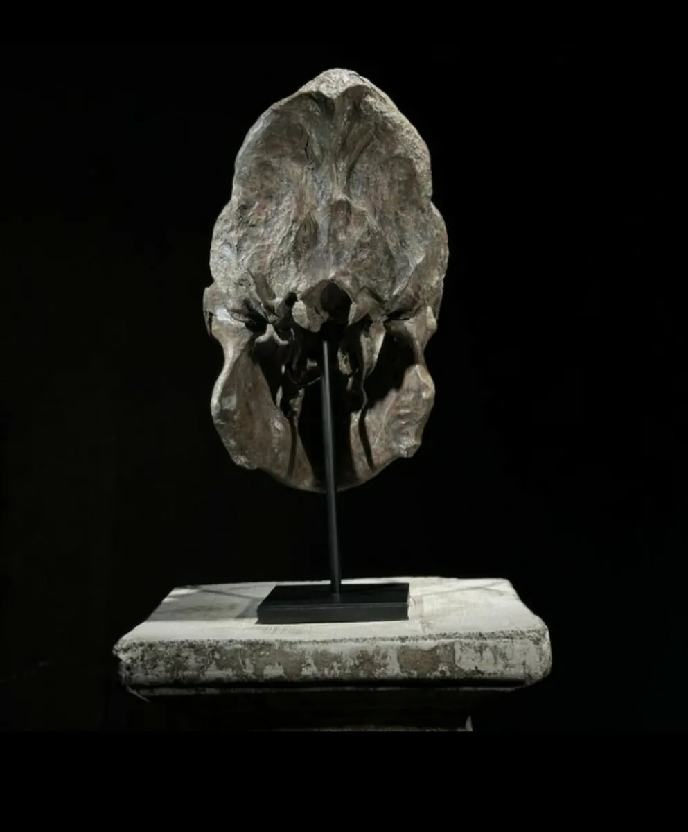 Museum quality replica of a gorilla skull on stand - Image 4