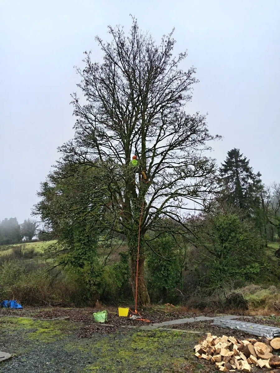 Tree surgeon - Image 1