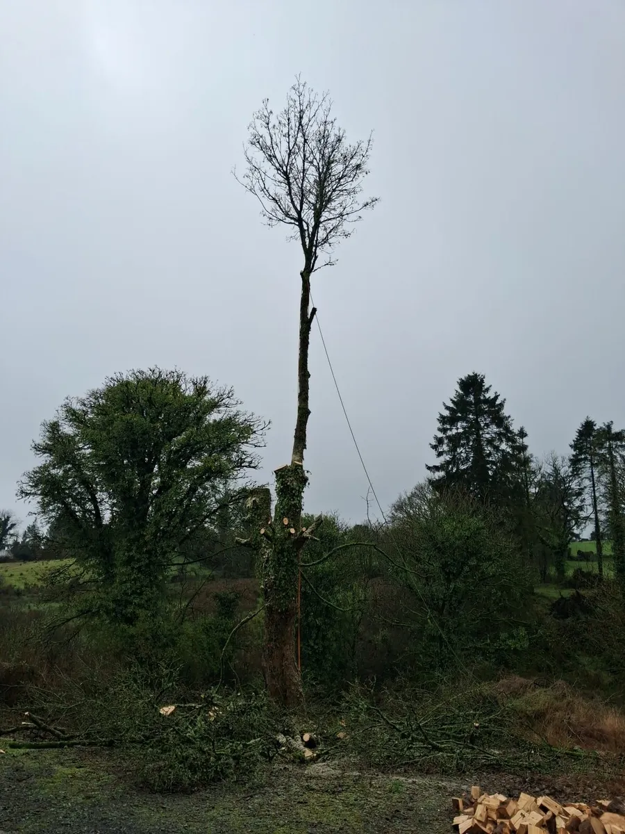 Tree surgeon - Image 2