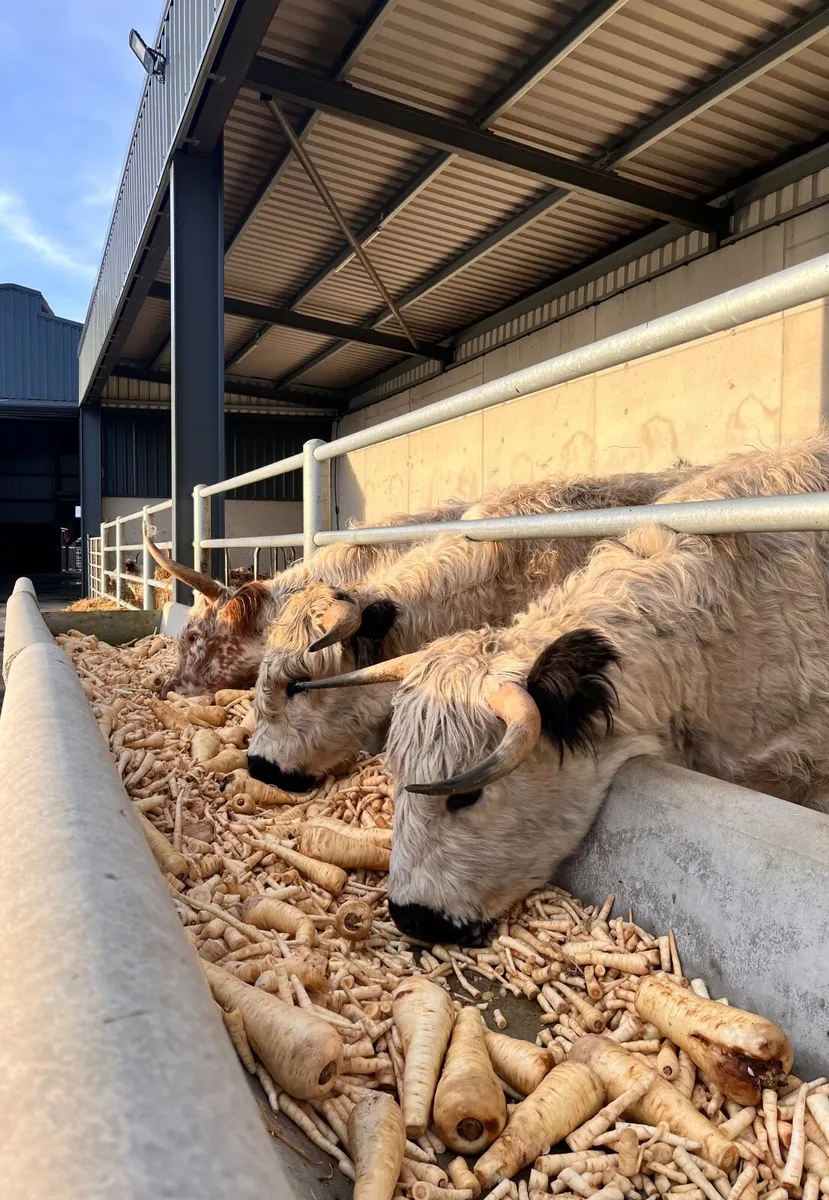 Highland x white park heifer - Image 1