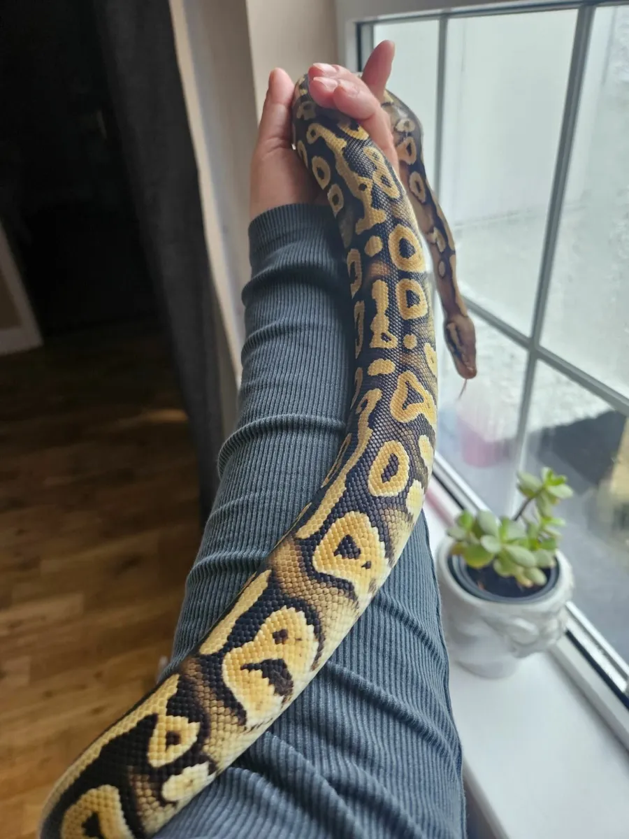 Ball python with enclosure - Image 1