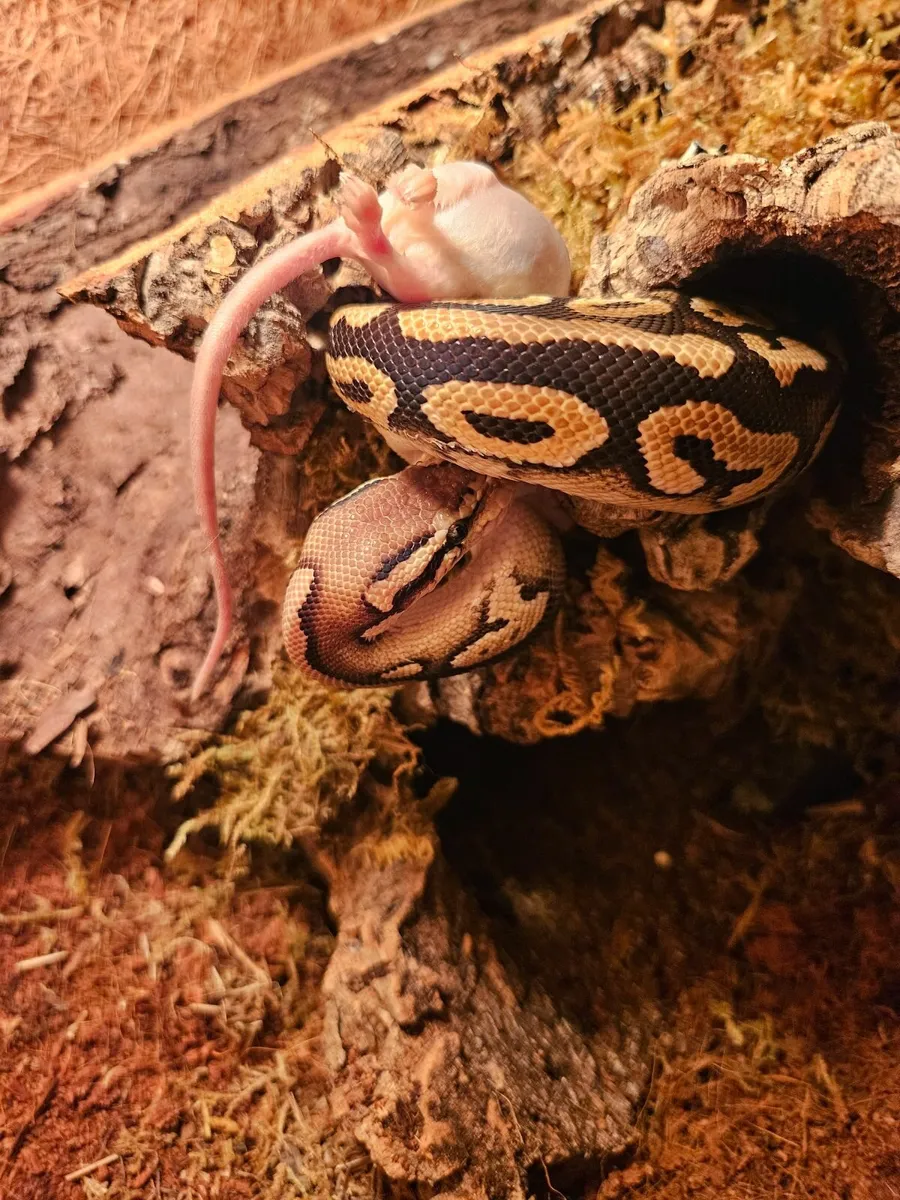 Ball python with enclosure - Image 3