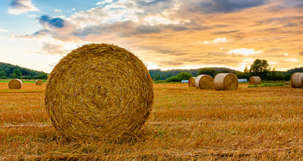 Straw and second cut silage
