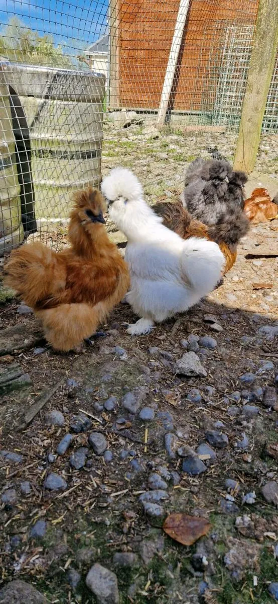 Day old USA SILKIE CHICKS other chic and ducklings - Image 2