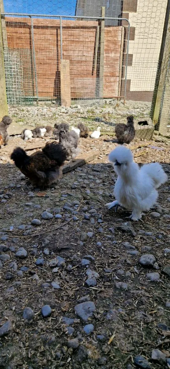 Day old USA SILKIE CHICKS other chic and ducklings - Image 3