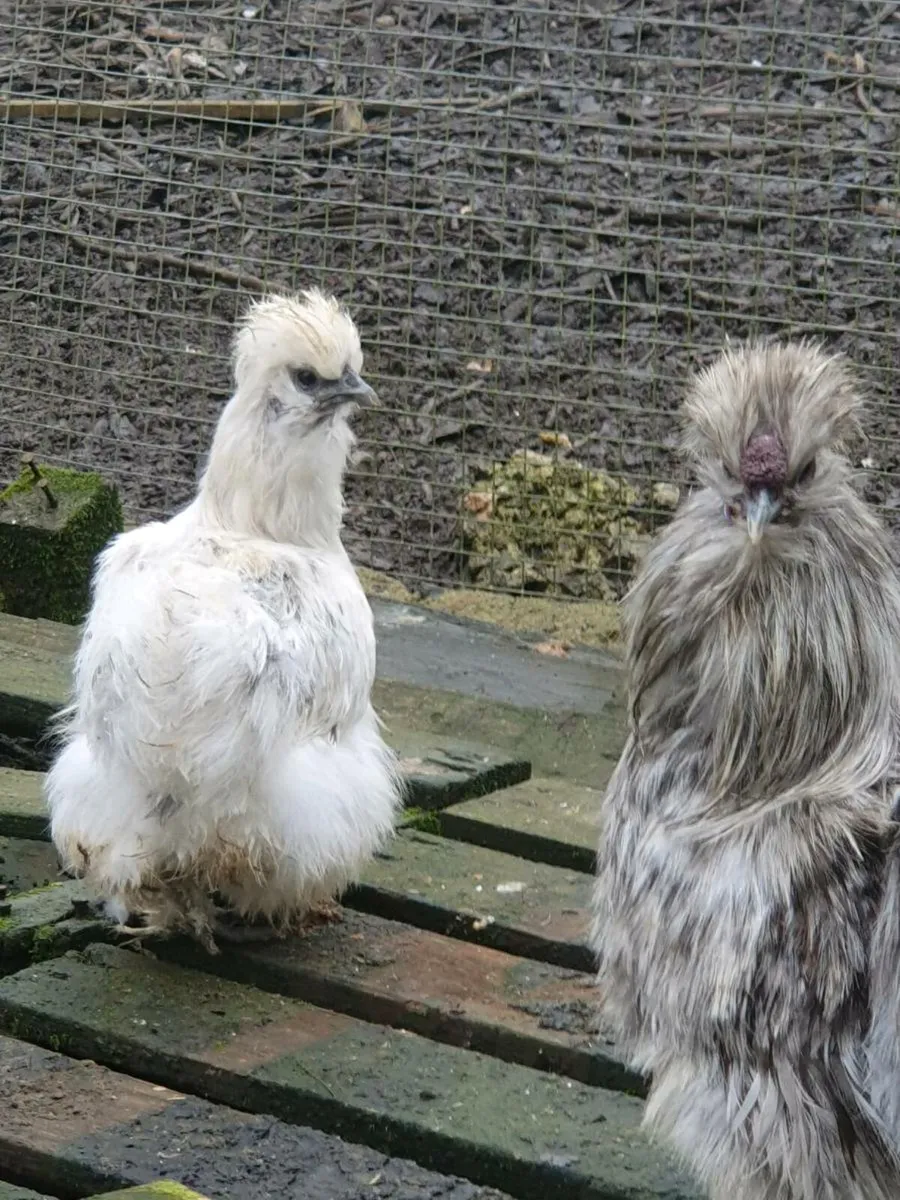 Day old USA SILKIE CHICKS other chic and ducklings - Image 4