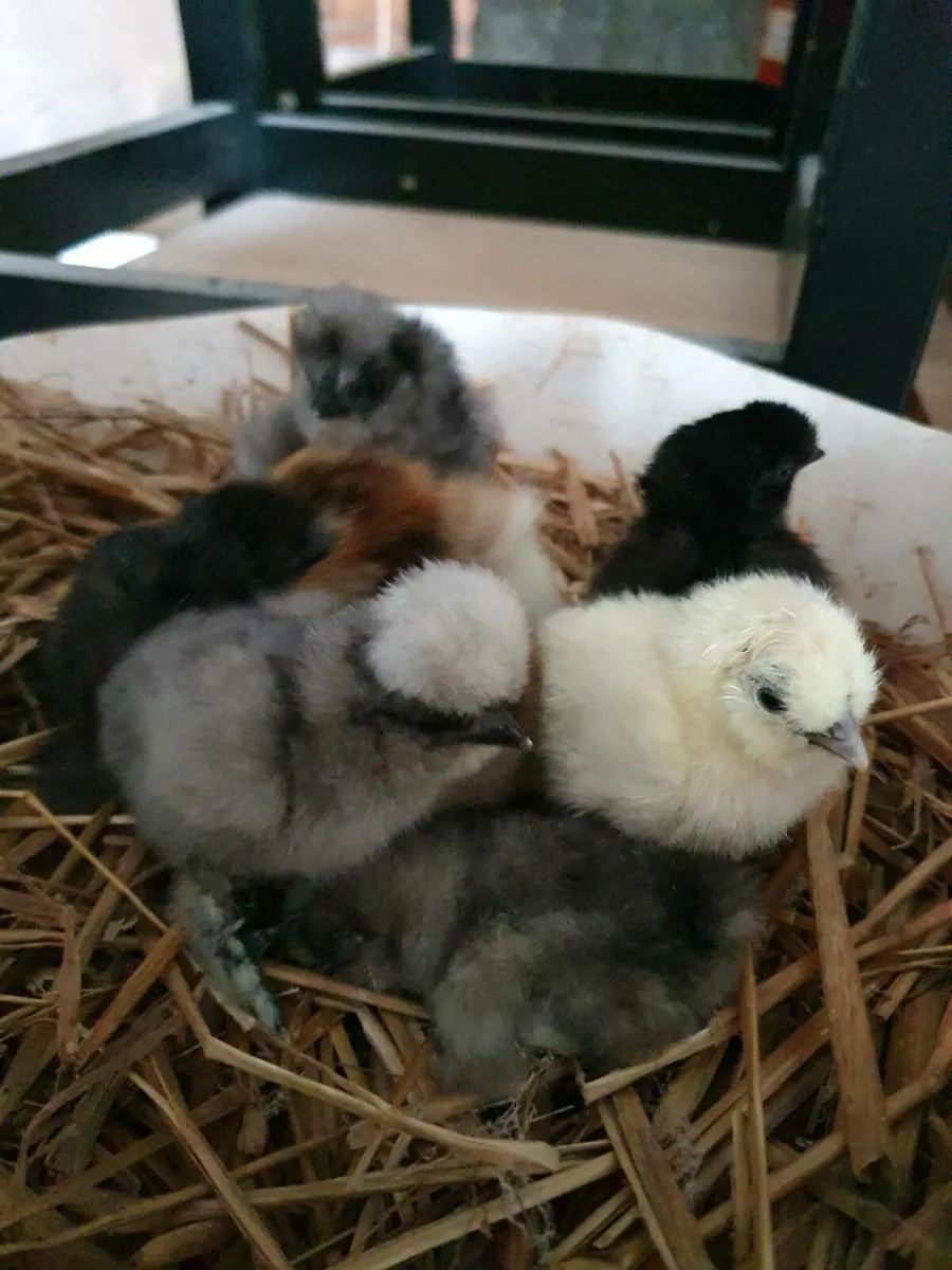 Day old USA SILKIE CHICKS other chic and ducklings - Image 1