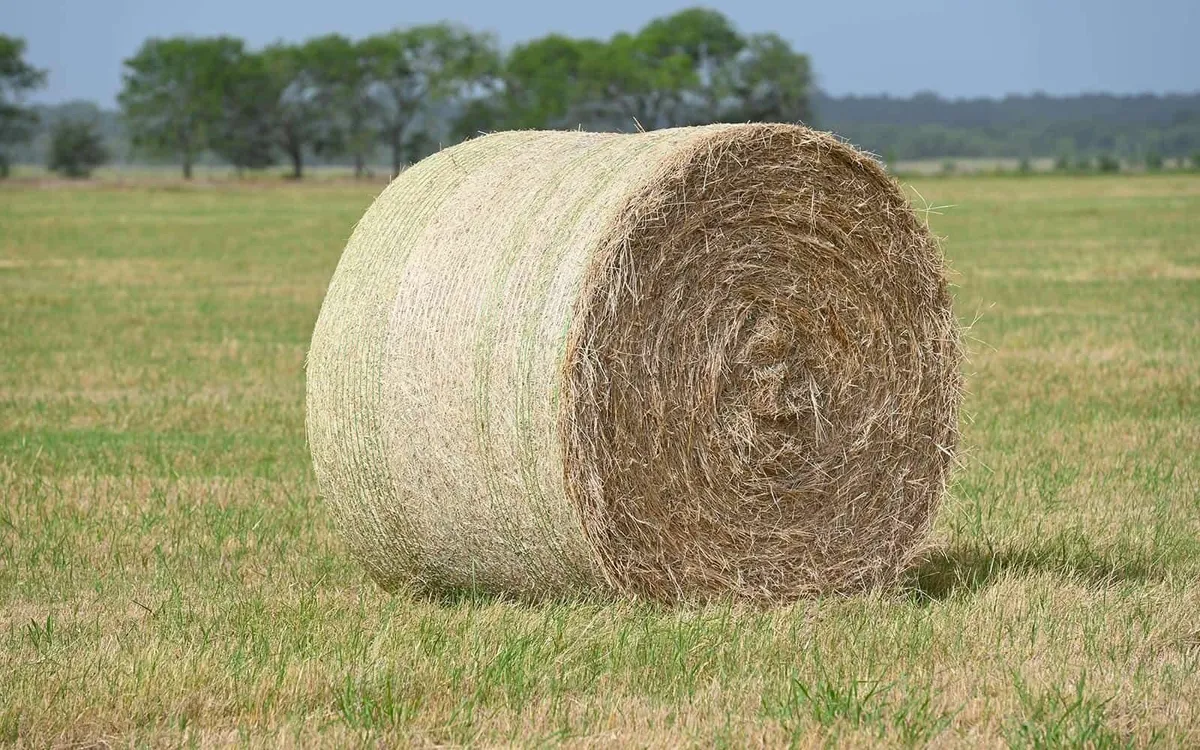 HAY