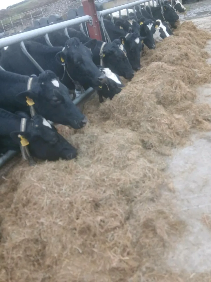 Silage bales - Image 2